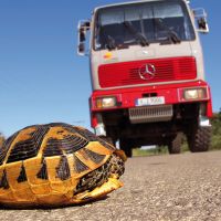 Eine griechische Landschildkröte verhindert die Weiterfahrt