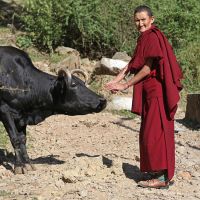 McLeod Ganj - Das Little Lhasa der Tibeter im Exil