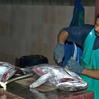 Fischmarkt auf den Malediven - Zentrum des täglichen Lebens