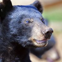 Ein Schwarzbär